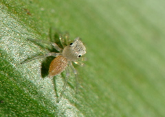 Salticidae
