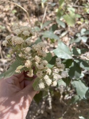 Ageratina petiolaris, photograph (c) lizlombriz, some rights reserved (CC BY)