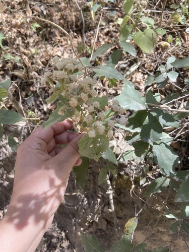 Ageratina petiolaris, photograph 5