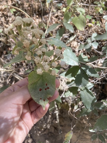 Ageratina petiolaris, photograph 6