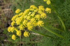 Lomatium klickitatense