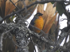 Anisognathus lacrymosus