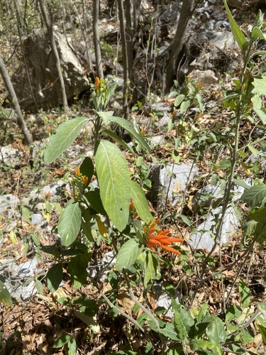 Justicia spicigera