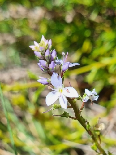 Image of Veronica nivea by (c) Jane Canaway, some rights reserved (CC BY)