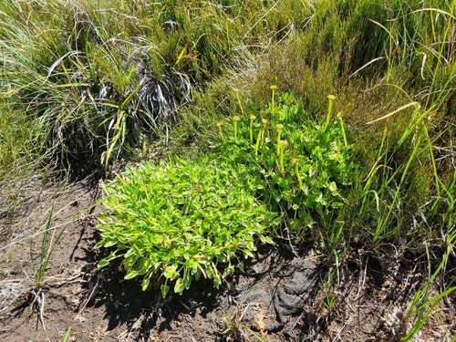 Image of Caltha introloba by (c) Jane Canaway, some rights reserved (CC BY)