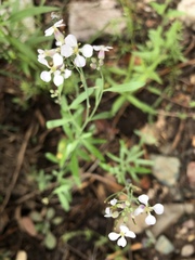 Hesperidanthus linearifolius