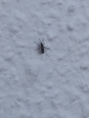 Culex pipiens