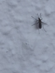 Culex pipiens