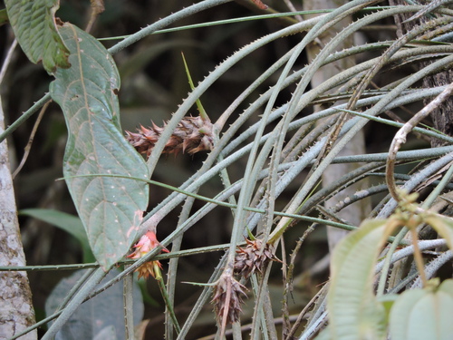 Image of Acanthostachys strobilacea by (c) Fabrício Mil Homens Riella, some rights reserved (CC BY)