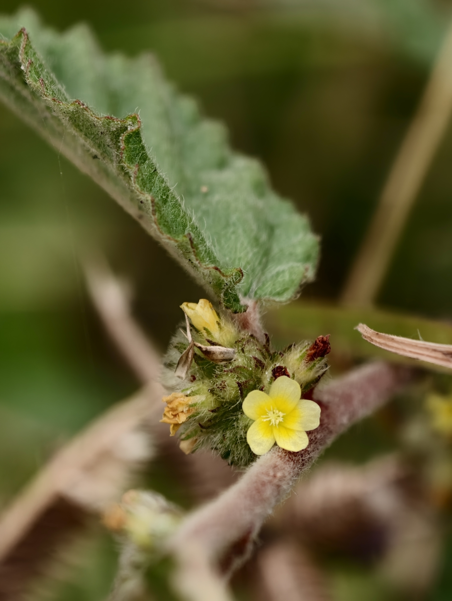 Waltheria indica (Waltheria indica)