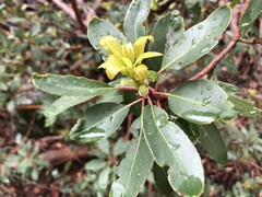 Arbutus arizonica