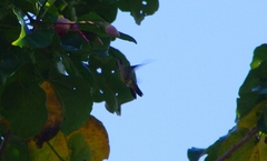 Anthracothorax aurulentus