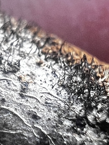 Helminthosporium velutinum, 2025-03-17