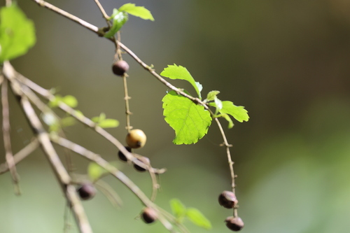 Duranta serratifolia (Duranta serratifolia)