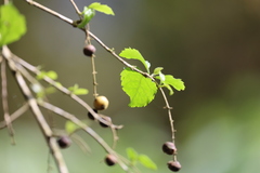 Duranta serratifolia, photograph (c) Andrea Gantzer, some rights reserved (CC BY)