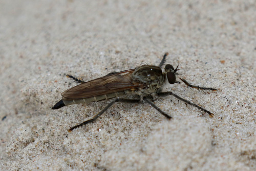 Dune Robber Fly
