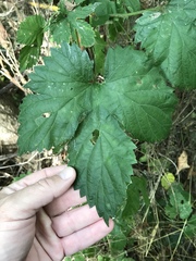Humulus lupulus