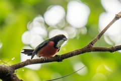 Rose-Breasted Chat photo 2