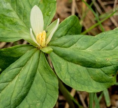 Trillium albidum parviflorum