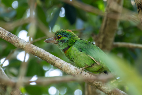 Moustached Barbet (Psilopogon incognitus), photo 10
