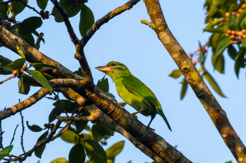 Moustached Barbet (Psilopogon incognitus), photo 9