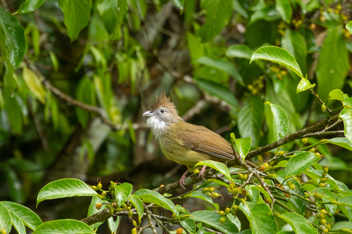 Puff-throated Bulbul (Alophoixus pallidus), photo 7