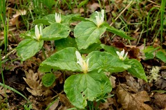 Trillium albidum parviflorum