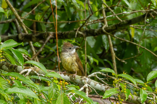 Puff-throated Bulbul (Alophoixus pallidus), photo 5
