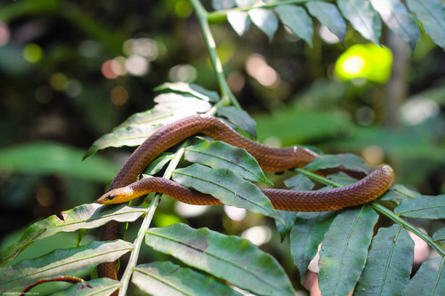 Philippine Shrub Snake (Snakes of the Philippines) · iNaturalist