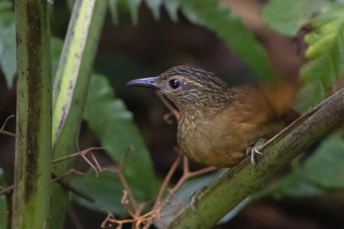 Black-billed Treehunter (Thripadectes melanorhynchus), photo 3
