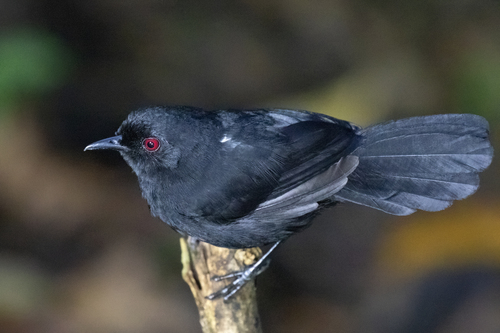 Western Fire-eye (Pyriglena maura), photo 8
