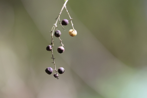 Duranta serratifolia, photograph 2