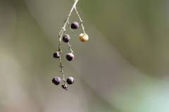Duranta serratifolia, photograph (c) Andrea Gantzer, some rights reserved (CC BY)