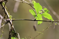 Duranta serratifolia