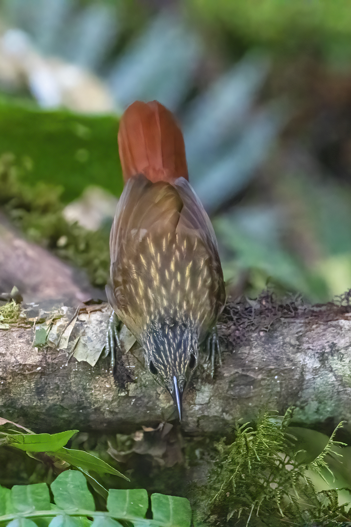 Black-billed Treehunter (Thripadectes melanorhynchus), photo 2