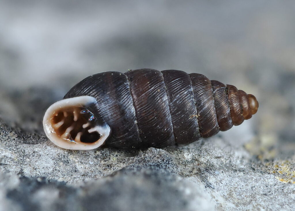 Abida secale margaridae