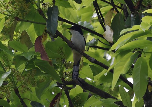 Rufous-backed Sibia (Leioptila annectens), photo 5