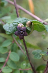 Matelea tezcatlipocantha