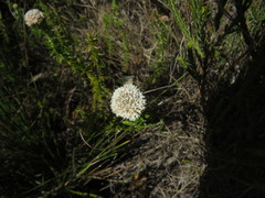 Metalasia pulchella