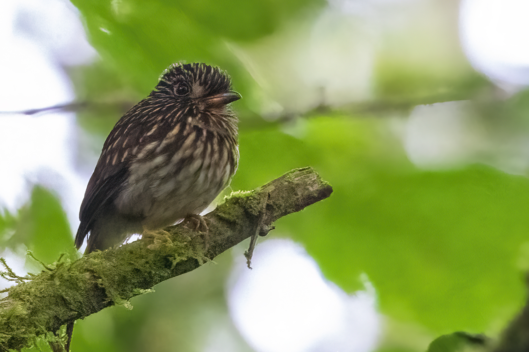White-chested Puffbird (Malacoptila fusca), photo 4