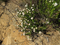 Metalasia pulchella