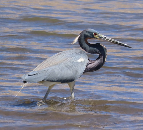 Garceta tricolor (Egretta tricolor)
