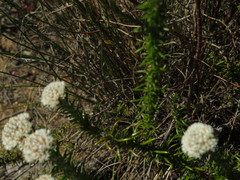Metalasia pulchella