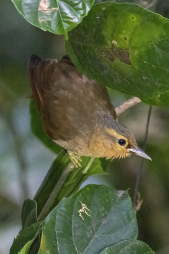 Buff-fronted Foliage-gleaner (Dendroma rufa), photo 10