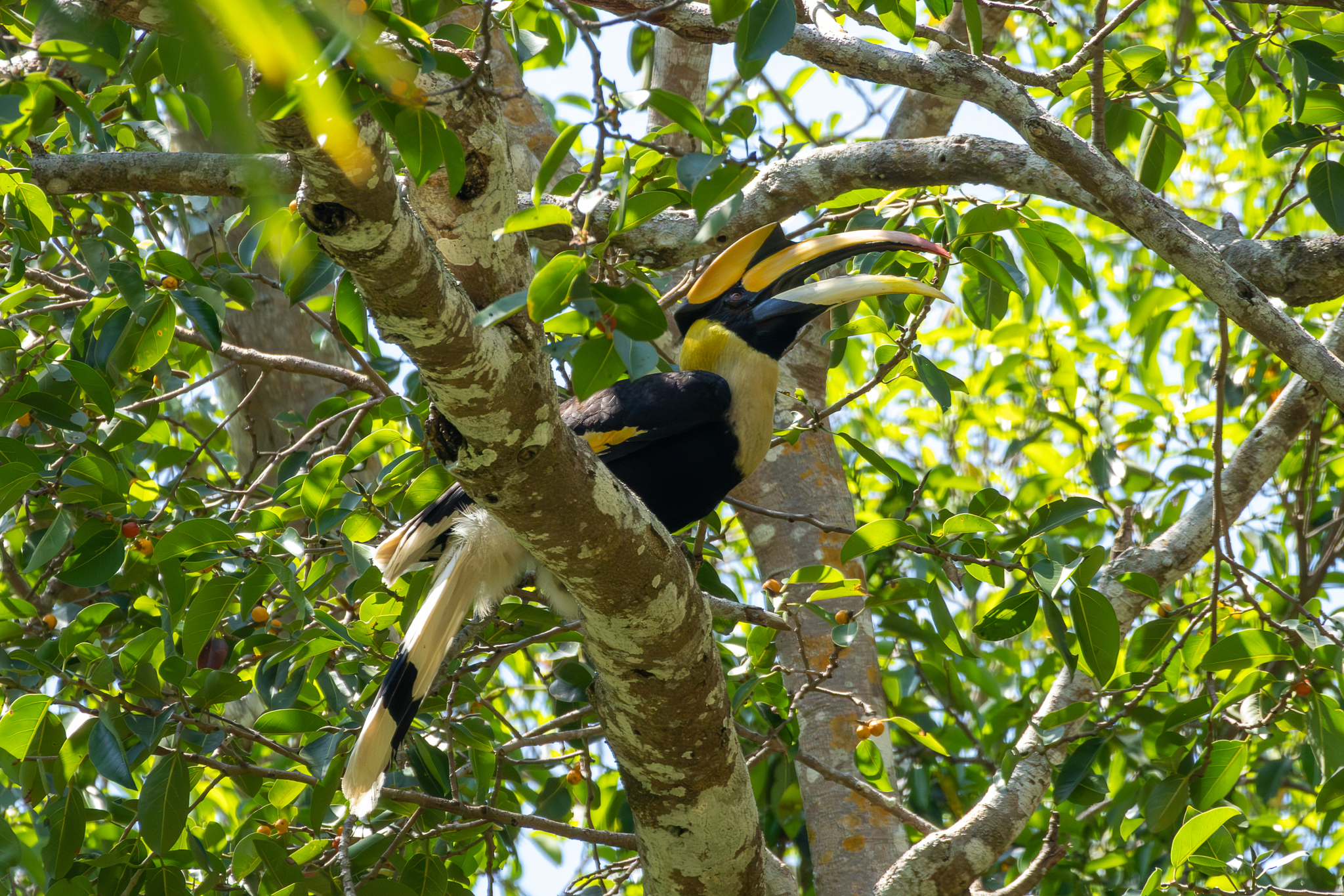 Great Hornbill (Buceros bicornis)