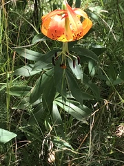 Lilium michauxii