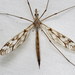 Tipula trivittata - Photo (c) Nick Block, μερικά δικαιώματα διατηρούνται (CC BY), uploaded by Nick Block