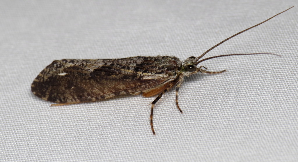 Agrypnia vestita