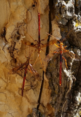 Megarhyssa macrurus icterosticta