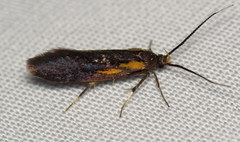 Mathildana newmanella